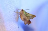 Ennomos fuscantaria