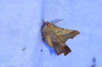 Ennomos fuscantaria