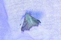 Ennomos fuscantaria