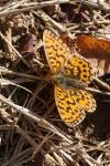 Boloria dia