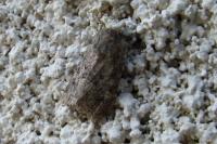 Luperina testacea