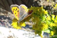Lycaena phlaeas