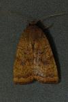 Noctua interjecta