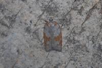 Acleris sparsana