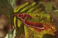Stigmella splendidissimella