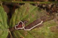 Stigmella splendidissimella