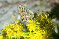 Polyommatus icarus