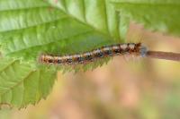 Lasiocampa quercus
