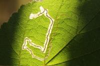 Stigmella floslactella
