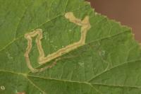 Stigmella floslactella