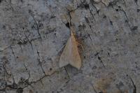 Antigastra catalaunalis