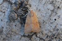 Cirrhia ocellaris