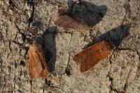 Agrochola lychnidis