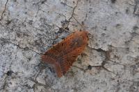 Agrochola lychnidis