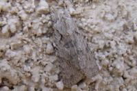 Lithophane ornitopus