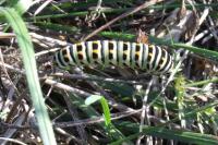 Papilio machaon