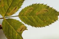 Coptotriche angusticollella