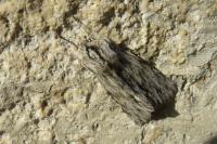 Asteroscopus sphinx