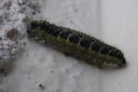 Pieris brassicae