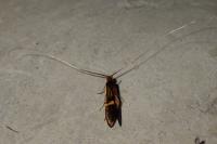 Adela croesella