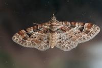 Gymnoscelis rufifasciata