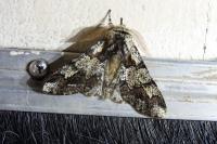 Biston strataria