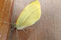 Pieris rapae