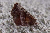 Selenia dentaria