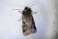 Orthosia gothica