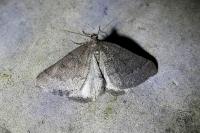 Aleucis distinctata