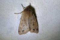 Anorthoa munda