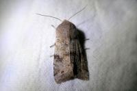 Orthosia incerta