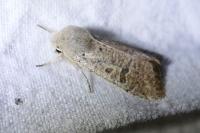 Orthosia cruda