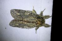 Peridea anceps