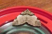 Anticlea derivata