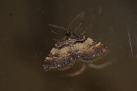 Earophila badiata