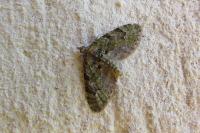 Chloroclystis v-ata