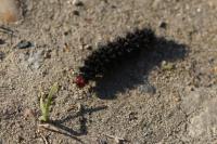 Melitaea cinxia