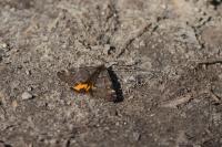 Boudinotiana notha