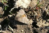 Boudinotiana notha