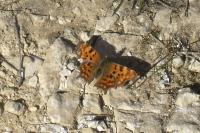 Polygonia c-album