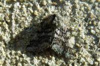 Lycia hirtaria