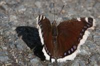 Nymphalis antiopa