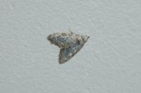 Nola confusalis