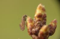 Dyseriocrania subpurpurella