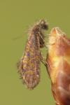 Dyseriocrania subpurpurella