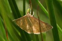 Psammotis pulveralis