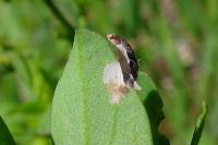 Coleophora discordella