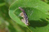 Coleophora discordella