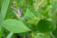 Coleophora discordella
